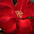 Roșu - Trandafir pentru straturi Floribunda - Satchmo